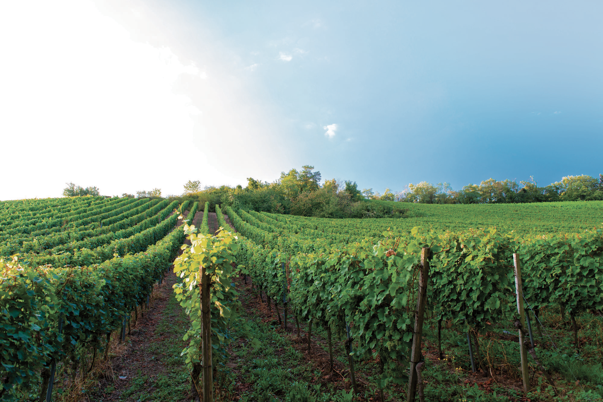 vue des vignes champlure